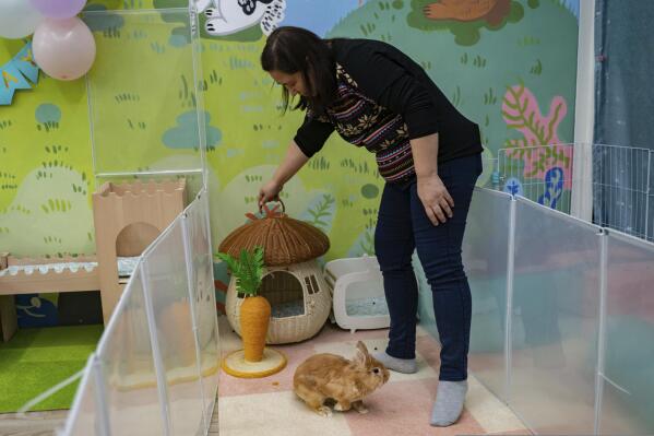 Hong Kong pet rabbits enjoy bunny resort while owners away AP News